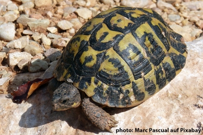 mediterranean tortoise 1693859 bild 20230919 1122816855
