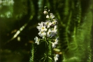 hottonia_palustris