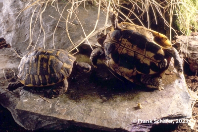 testudo hermanni hermanni 20230919 1028067313