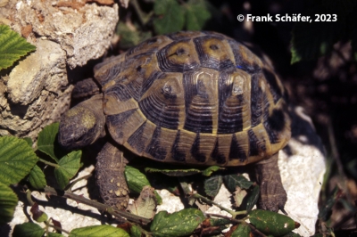 testudo hermanni zadar 20230919 1881320339