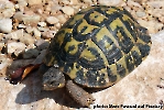 mediterranean-tortoise-1693859-Bild