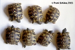 testudo-hermanni-babies
