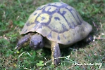 testudo-hermmanni-boettgeri2