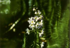hottonia palustris