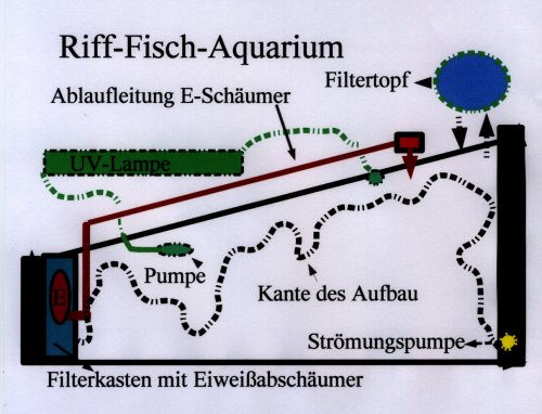 Riff-Fisch-Aquarium Skizze